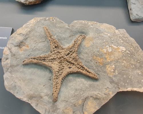 Fossilium Villamuriel de Cerrato