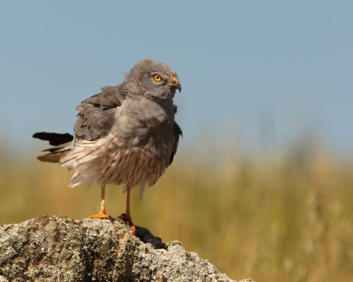 Aguilucho cenizo