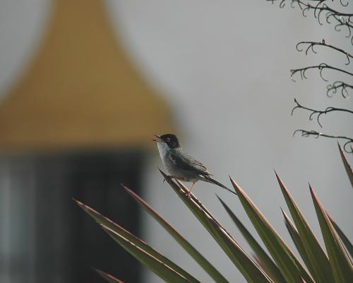 curruca cabecinegra