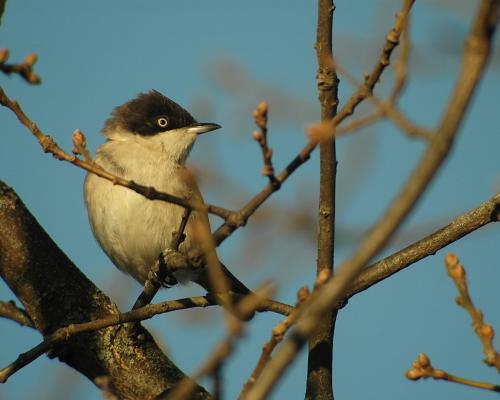 Curruca mirlona