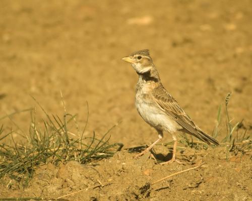 Calandria común