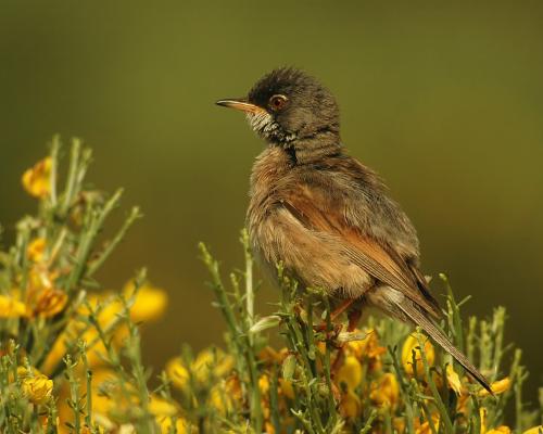 Curruca tornillera