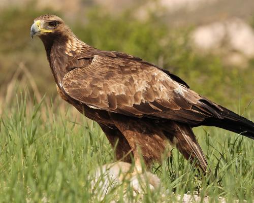 Aguila real