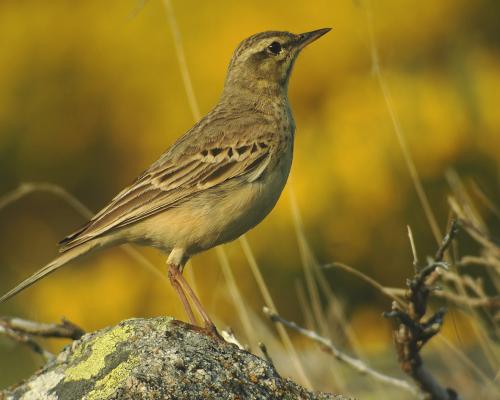 Bisbita Campestre