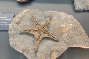 Fossilium Villamuriel de Cerrato0