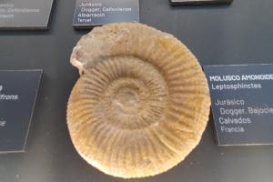 Fossilium Villamuriel de Cerrato1