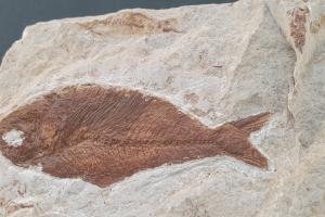 Fossilium Villamuriel de Cerrato2