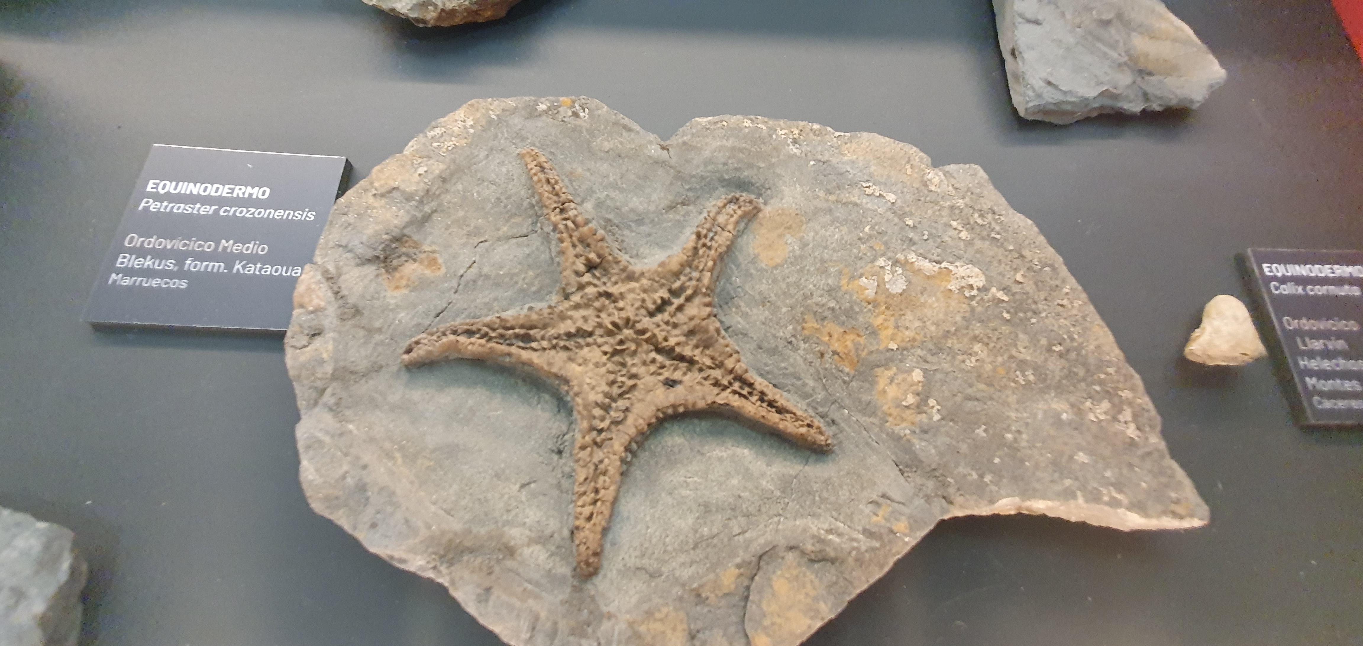 Fossilium Villamuriel de Cerrato0