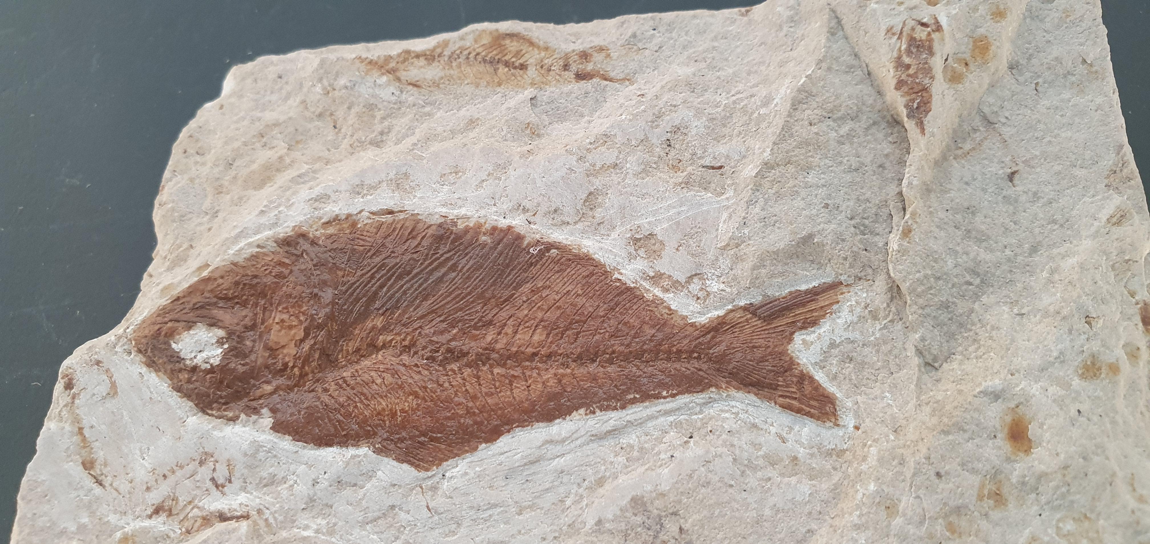 Fossilium Villamuriel de Cerrato2